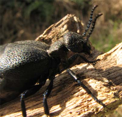 Meloidae: Meloe sp.
