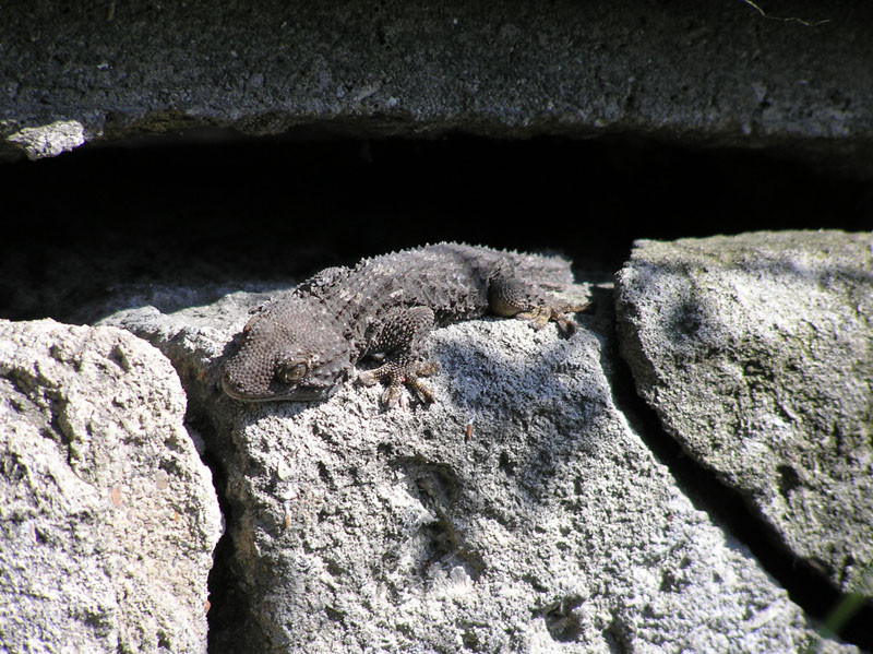 gechi Tarentola mauritanica