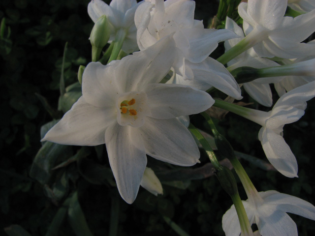 Narcissus papyraceus / Narciso papiraceo