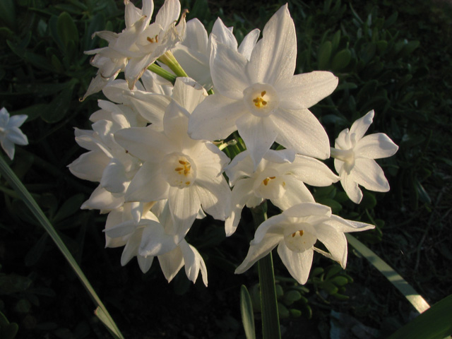 Narcissus papyraceus / Narciso papiraceo