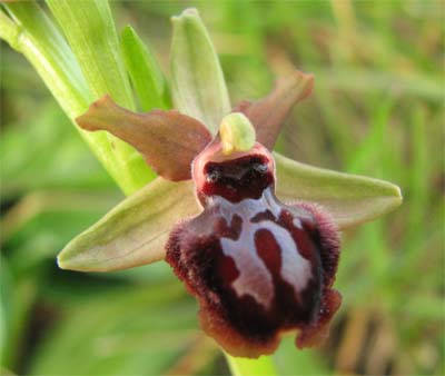 Ophrys passionis (=Ophrys garganica)