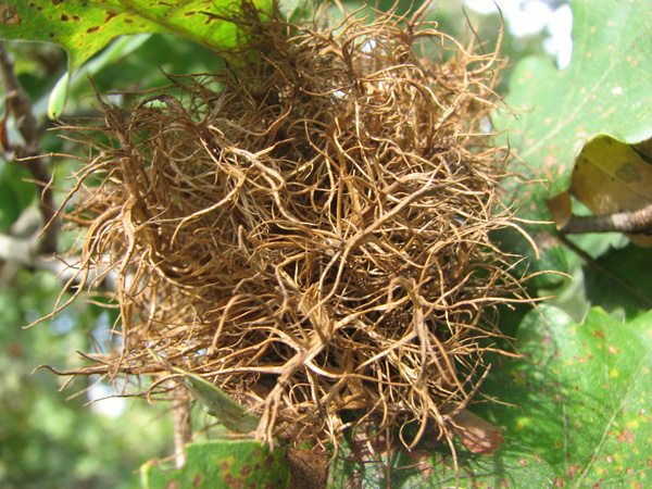 Galle di Andricus theophrasteus e di A. caputmedusae su Quercus macrolepis