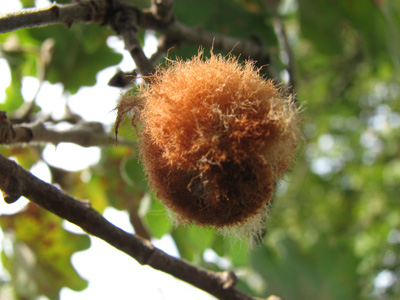 Galle di Andricus theophrasteus e di A. caputmedusae su Quercus macrolepis