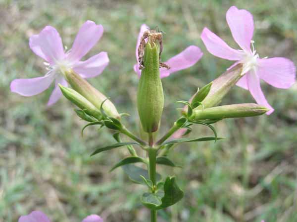 Saponaria officinalis / Saponaria comune