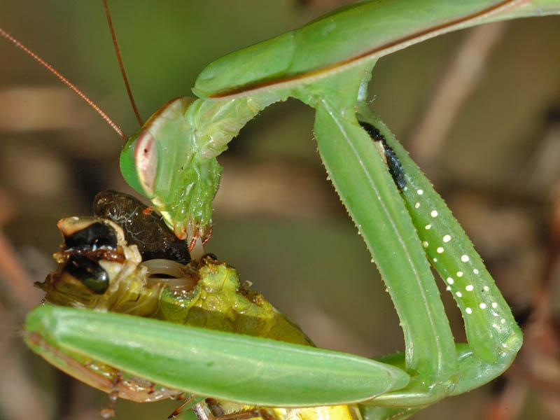 Gordius sp.