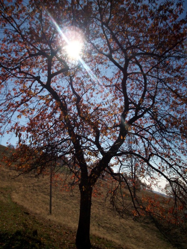 Monte Terlo