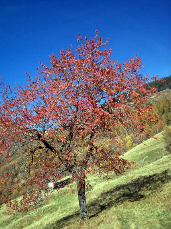 Monte Terlo
