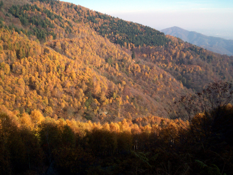Monte Terlo