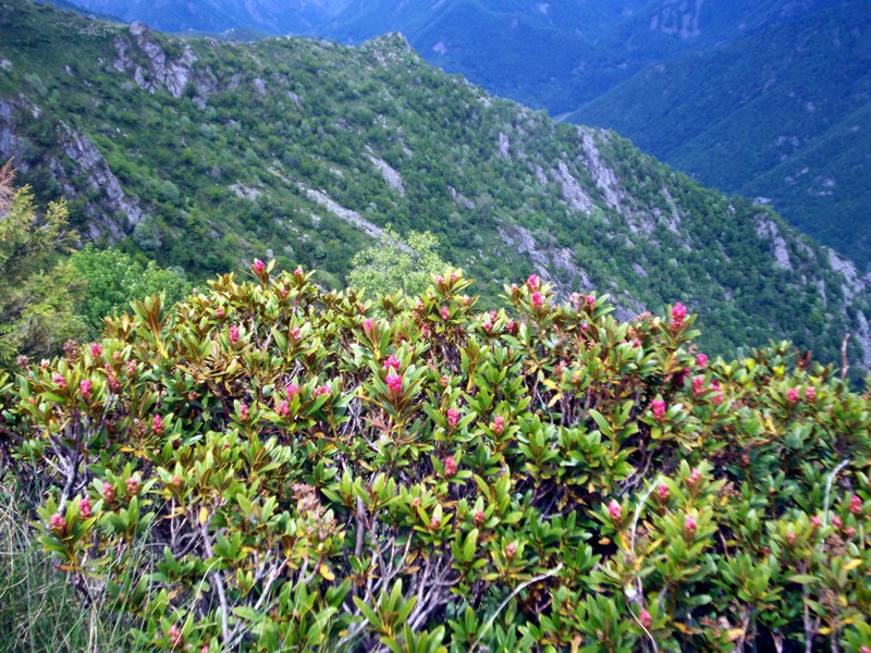 Bele - Valle del Cervo