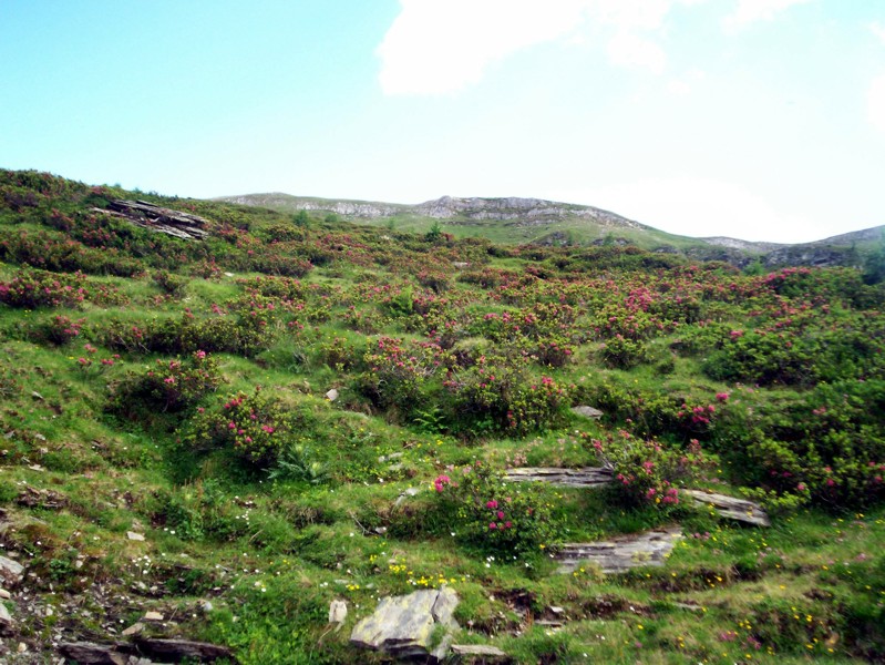 Val Febbraro
