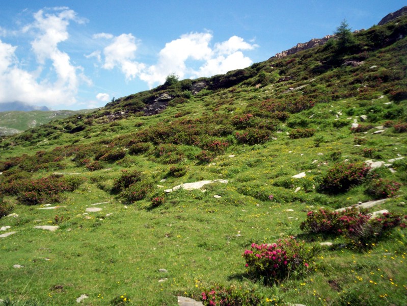 Val Febbraro