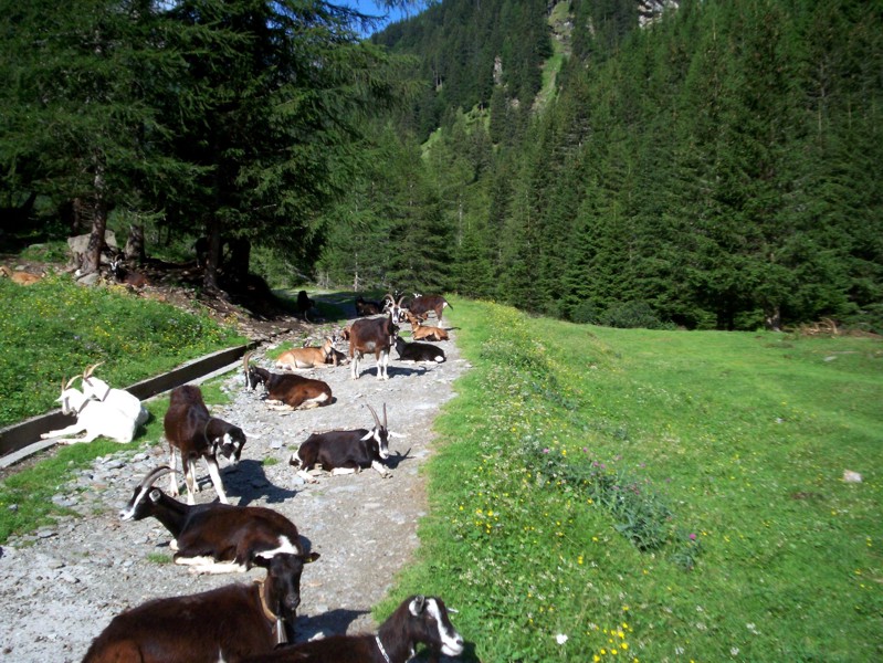 Passo del Baldiscio (alta Val febbraro)
