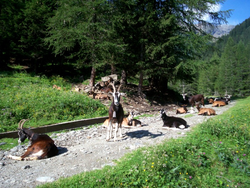 Passo del Baldiscio (alta Val febbraro)