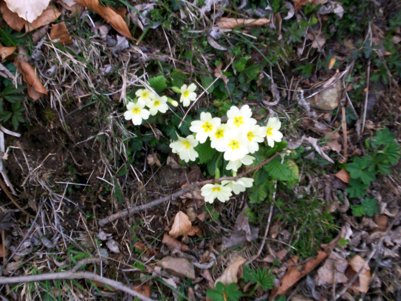 Una leggera fioritura