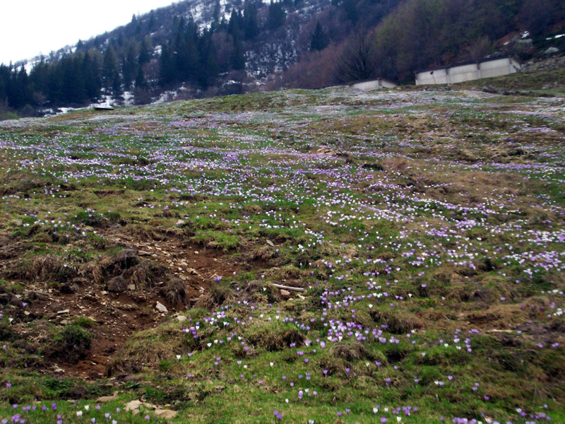 Una leggera fioritura