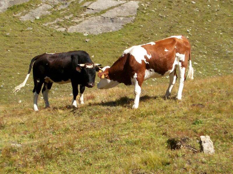 Animali al pascolo