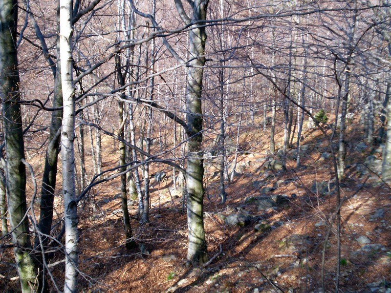 Ciam dell''Asnass...ops Punta Scalino