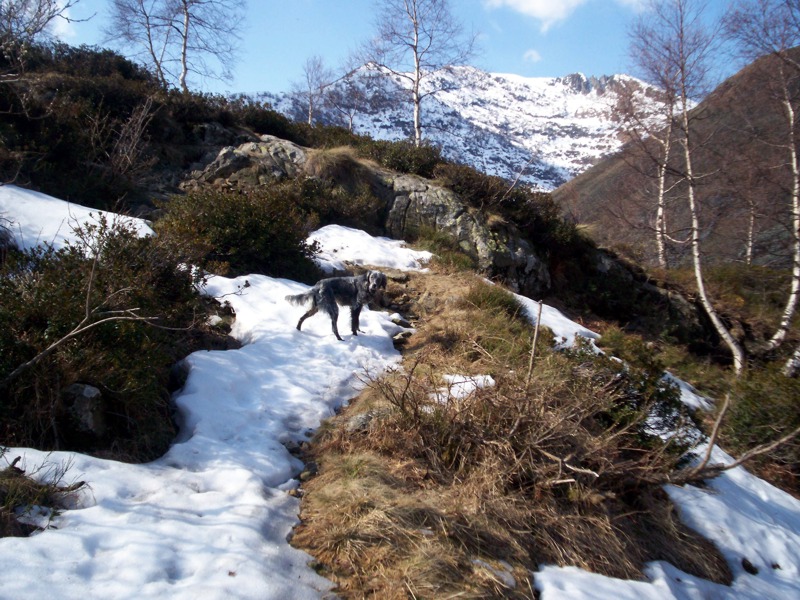 Ciam dell''Asnass...ops Punta Scalino