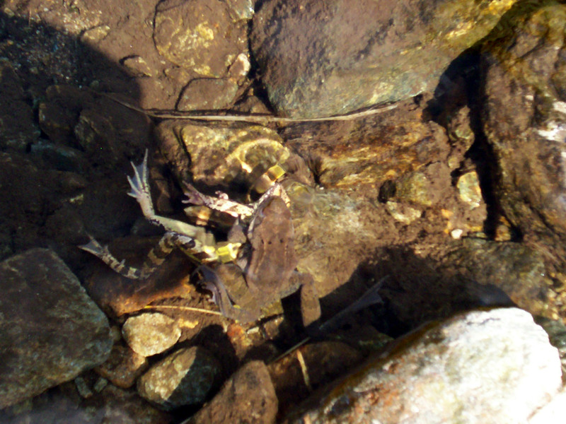 Ciam dell''Asnass...ops Punta Scalino