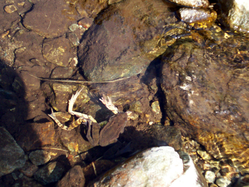 Ciam dell''Asnass...ops Punta Scalino