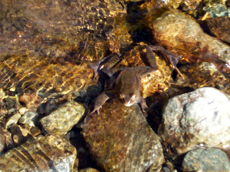 Ciam dell''Asnass...ops Punta Scalino