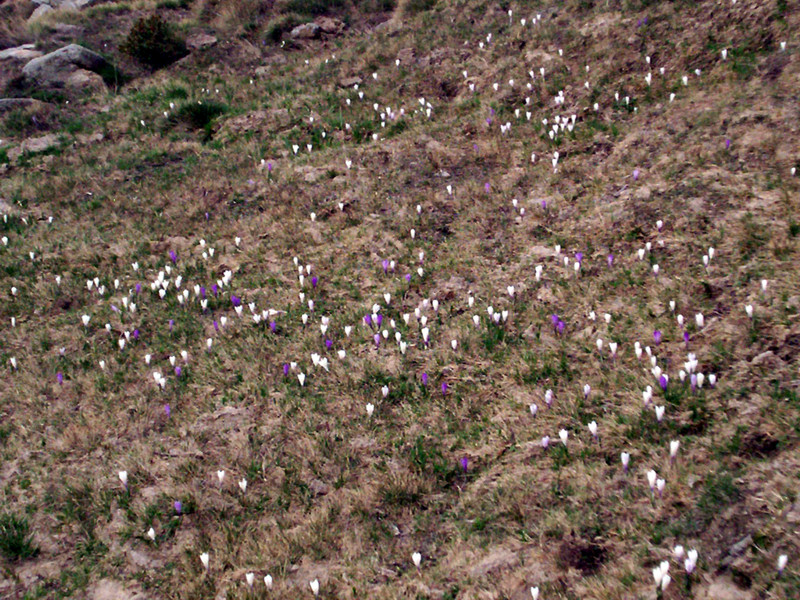 Bric Paglie e Colma di Mombarone