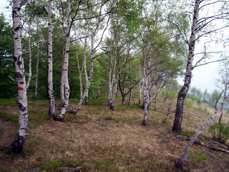 Bric Paglie e Colma di Mombarone