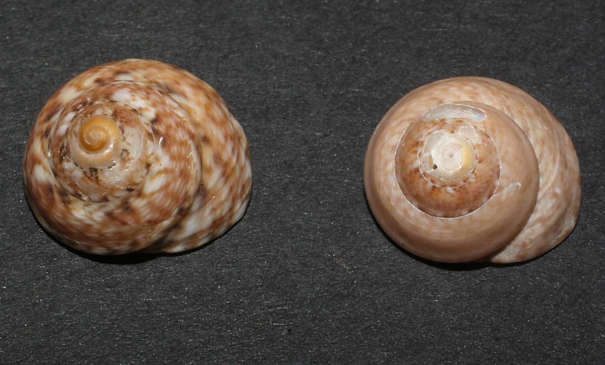 alcune specie di Gibbula