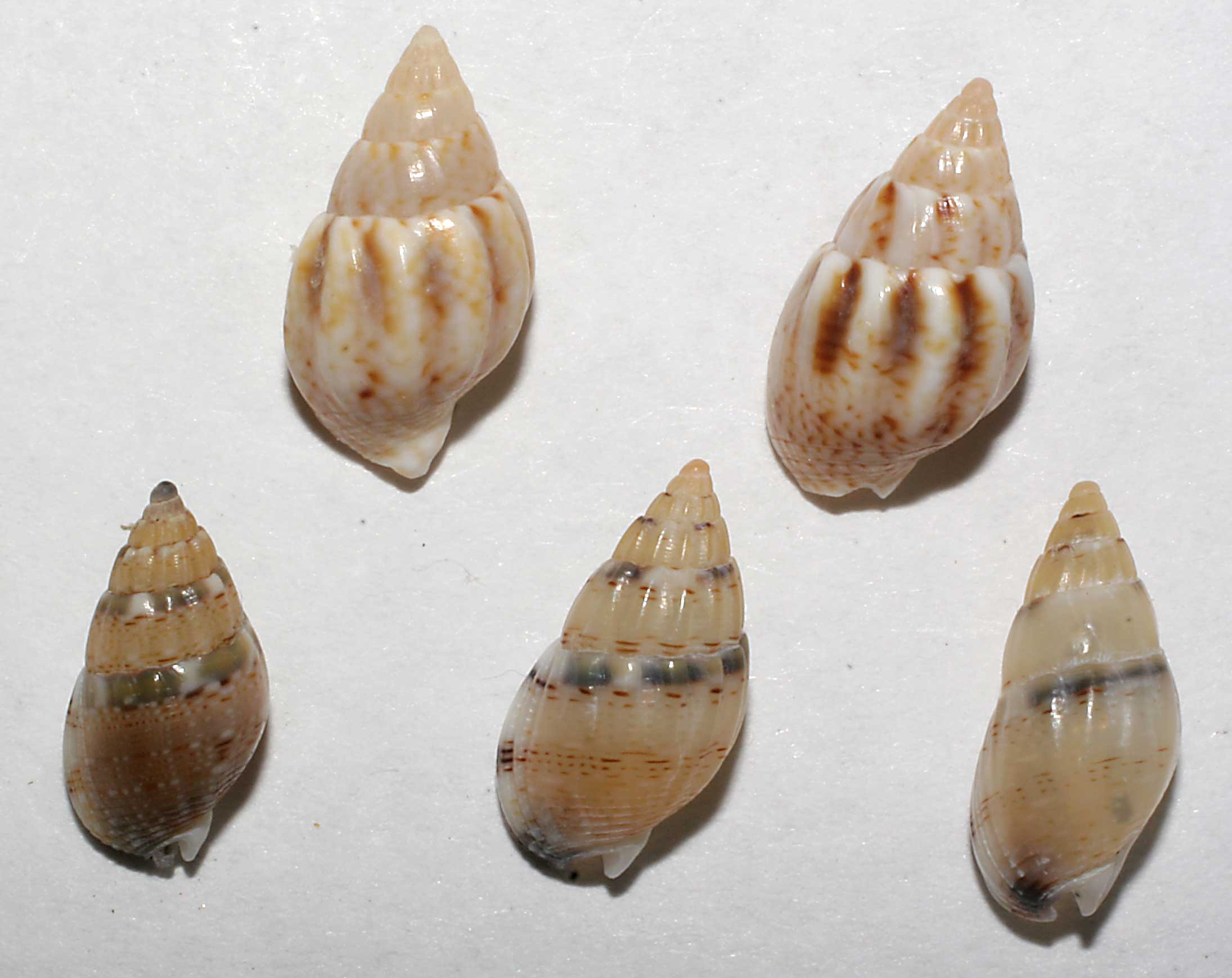 Nassarius corniculus e N. cuvierii