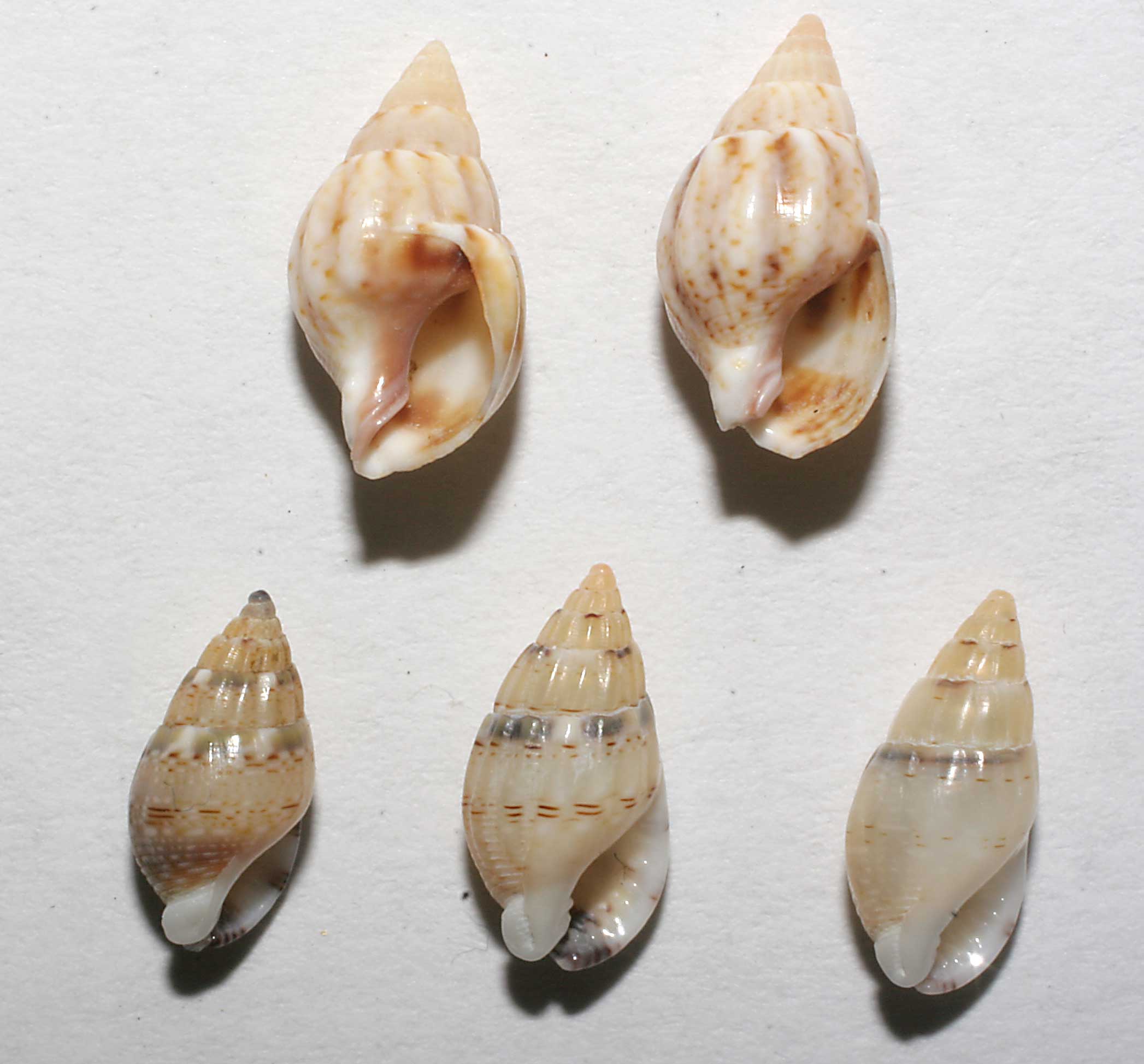 Nassarius corniculus e N. cuvierii