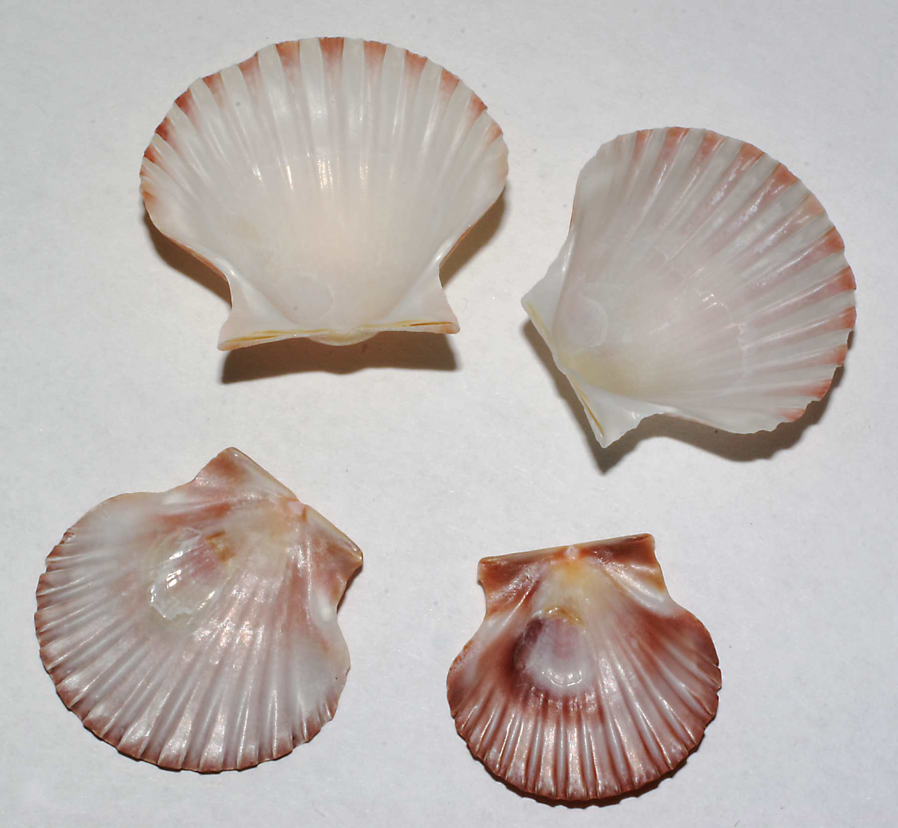 Pecten jacobeus e maximum