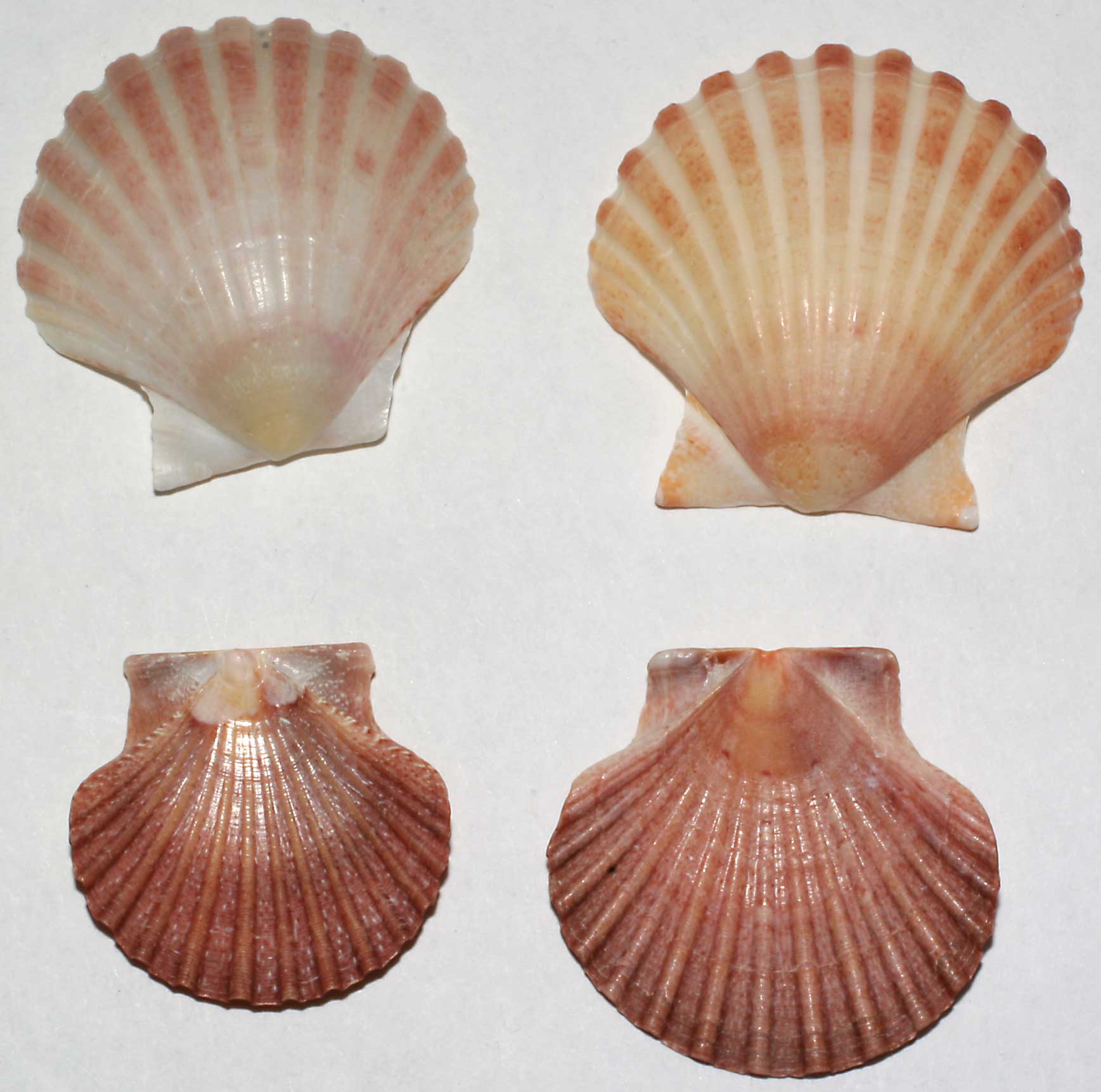 Pecten jacobeus e maximum