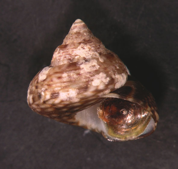 Gibbula umbilicaris