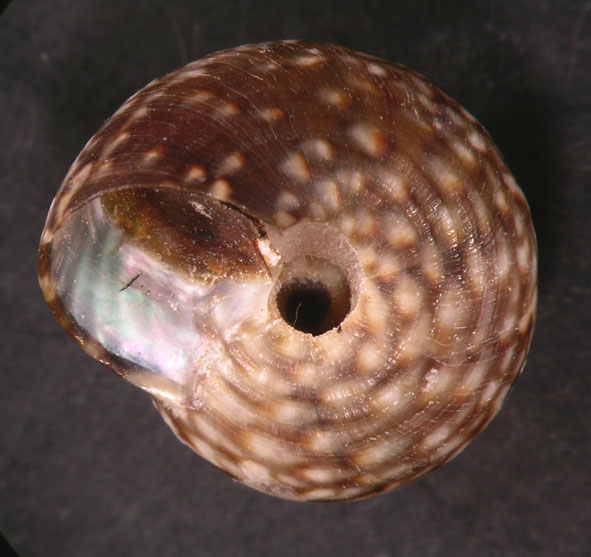 Gibbula umbilicaris