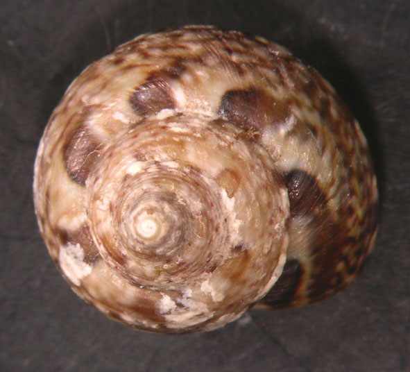 Gibbula umbilicaris