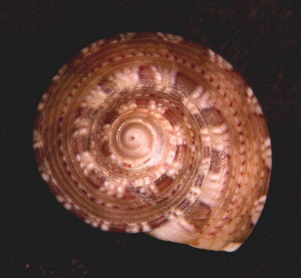 Gibbula umbilicaris