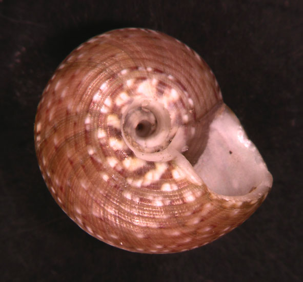 Gibbula umbilicaris