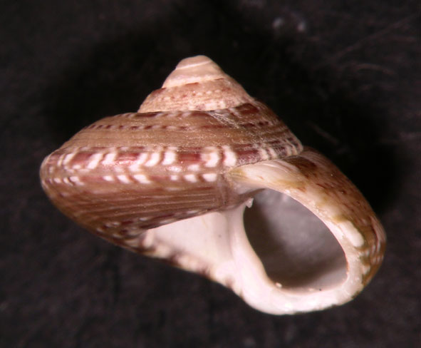 Gibbula umbilicaris