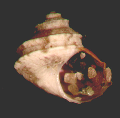 Gibbula tingitana Pallary, 1901