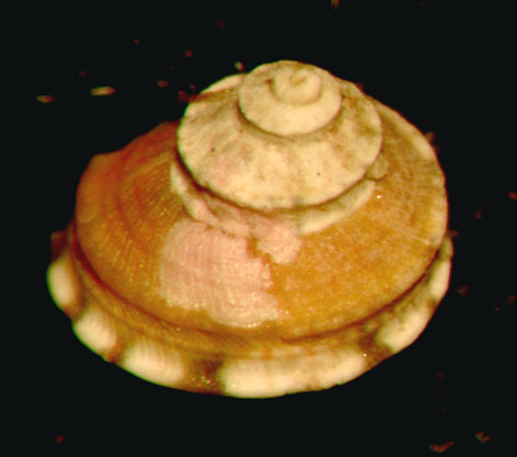 Gibbula tingitana Pallary, 1901