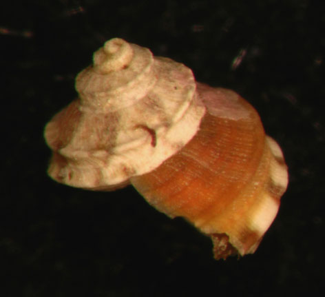 Gibbula tingitana Pallary, 1901