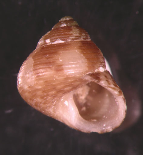 Gibbula turbinoides (Deshayes, 1835)