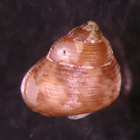 Gibbula turbinoides (Deshayes, 1835)