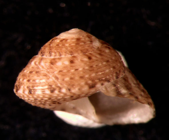 Il genere Gibbula nel Mediterraneo. Gibbula leucophaea