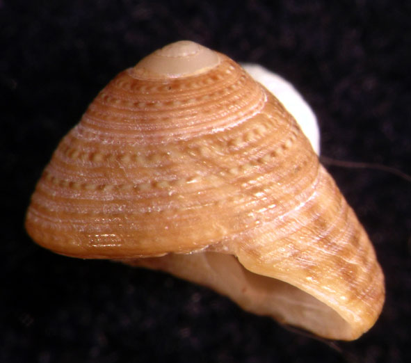 Il genere Gibbula nel Mediterraneo. Gibbula leucophaea