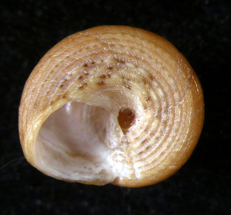 Il genere Gibbula nel Mediterraneo. Gibbula leucophaea