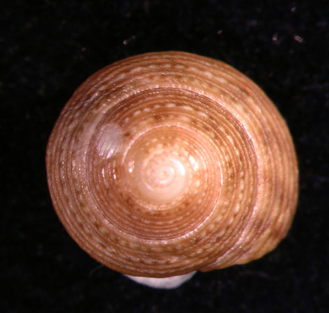 Il genere Gibbula nel Mediterraneo. Gibbula leucophaea