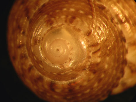 Il genere Gibbula nel Mediterraneo. Gibbula leucophaea