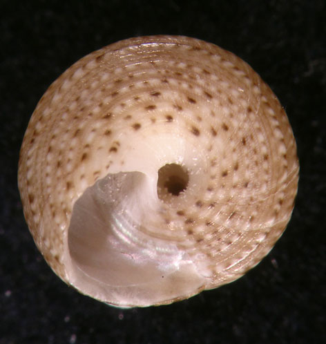 Il genere Gibbula nel Mediterraneo. Gibbula leucophaea