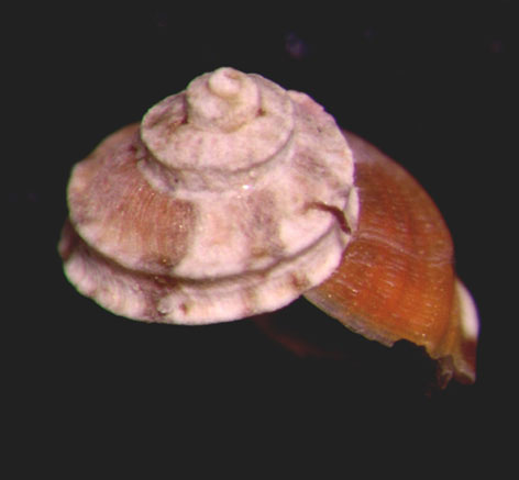 Gibbula tingitana Pallary, 1901